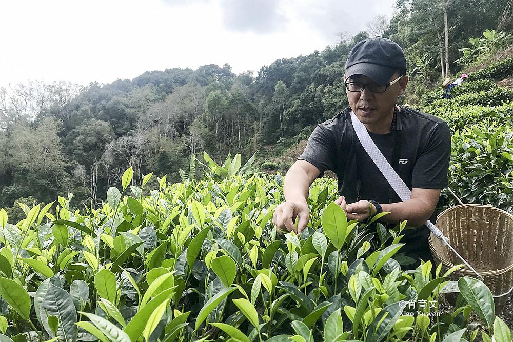 茶园新区最新发展新闻,茶园新区最新发展新闻，揭开未来繁荣的序幕